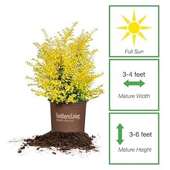 16　Sunshine leaves Sunshine Ligustrum | Lemon Yellow Shrubs - 7 Gallon